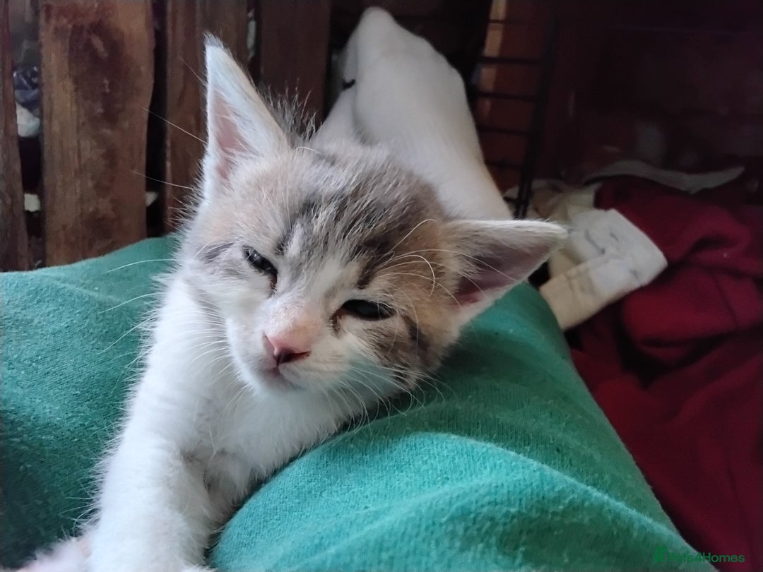 Maine Coon cats for sale: Kittens - Image 4