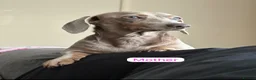 Miniature Dachshund dogs for sale: Beautiful  Miniature chocolate dachshund - Advert 4