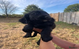 Cocker Spaniel dogs for sale: Cocker spaniels puppies - Image 4