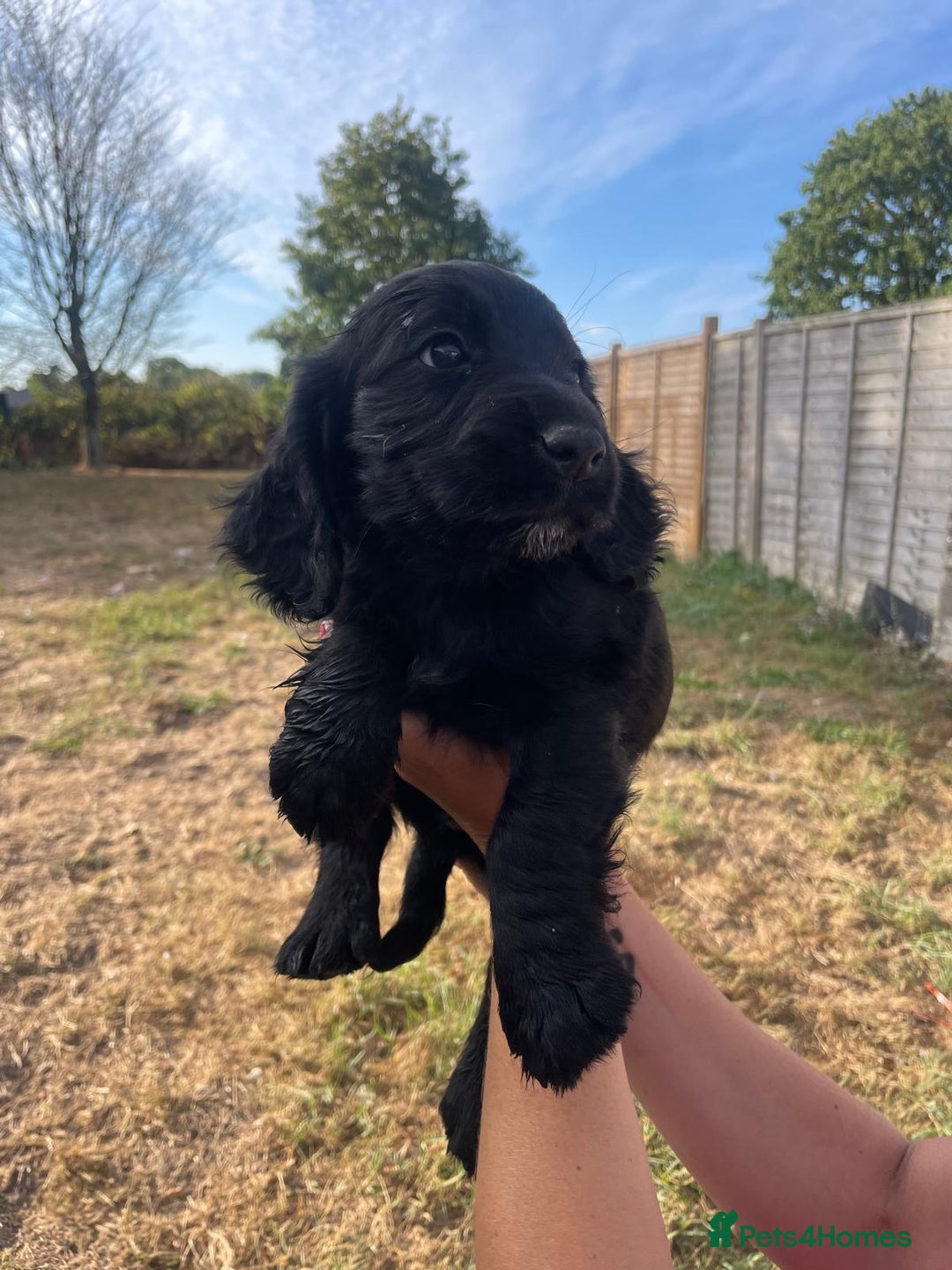 Cocker Spaniel dogs for sale: Cocker spaniels puppies - Image 4