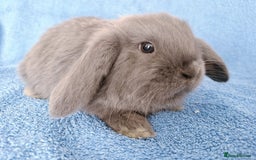 Mini Lop rabbits for sale: Baby mini lops for sale  - Image 2