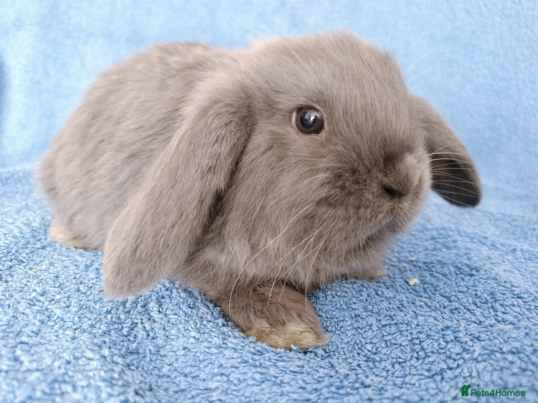 Mini Lop rabbits for sale: Baby mini lops for sale  - Image 2