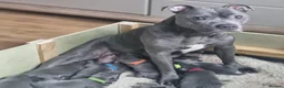 Staffordshire Bull Terrier dogs for sale: 8 Stunning staffie puppies  - Advert 3