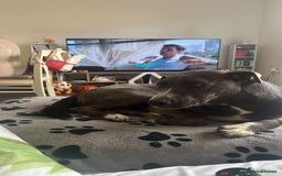 Mixed Breed dogs for adoption: Valour is available for foster or adoption - Image 6