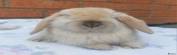 Mini Lop rabbits for sale: ☆ Baby Mini Lop Buck ☆ - Advert 4