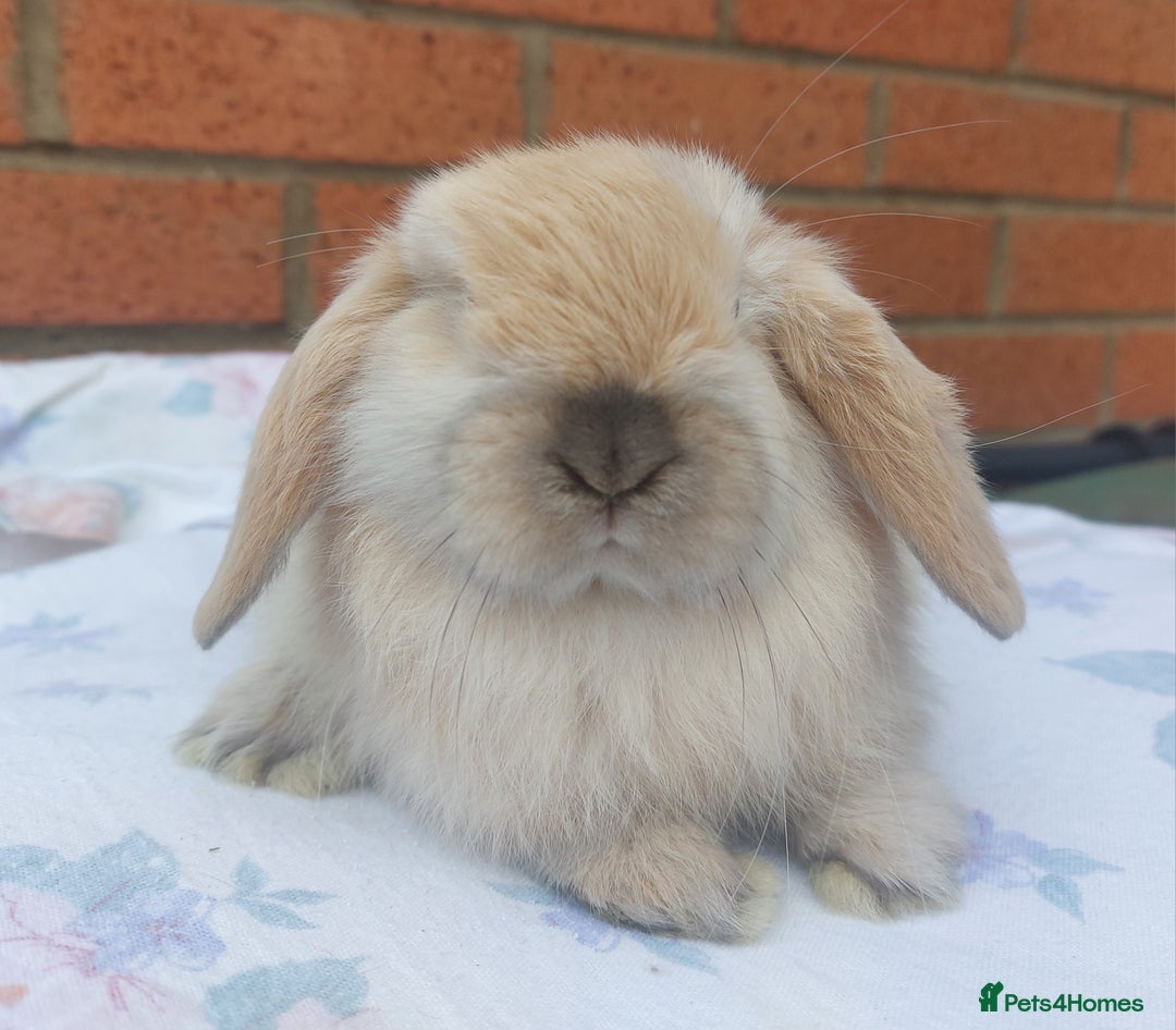 Mini Lop rabbits for sale: ☆ Baby Mini Lop Buck ☆ - Advert 4