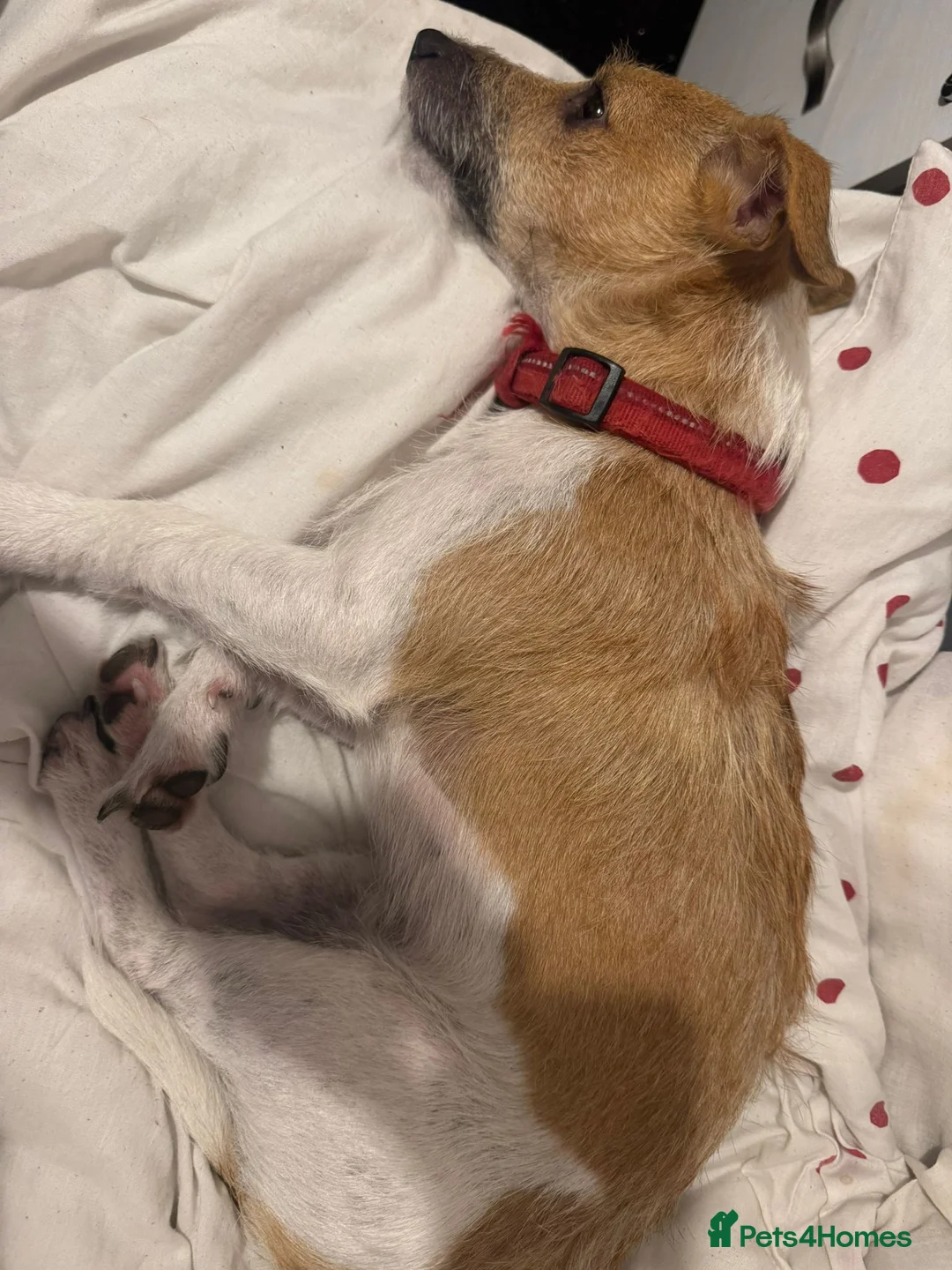 Jack Russell dogs for sale: Jack Russell  in Longfield - Advert 2