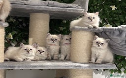 Siberian cats for sale: TICA✅HEALTH TESTED✅STUNNING  - Image 1
