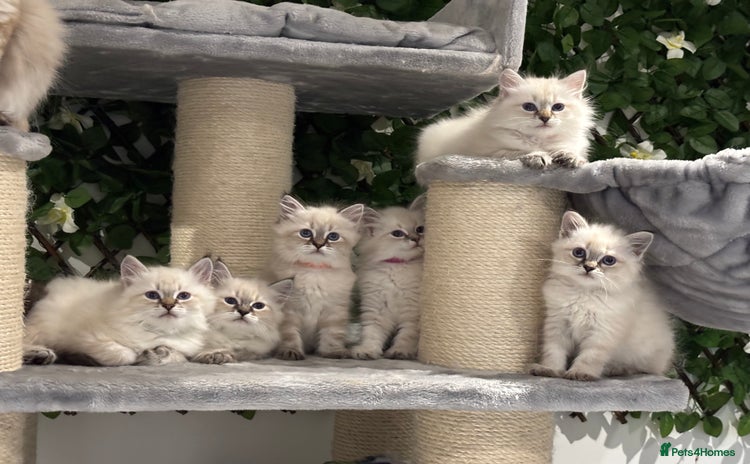 Siberian cats - Advert 1