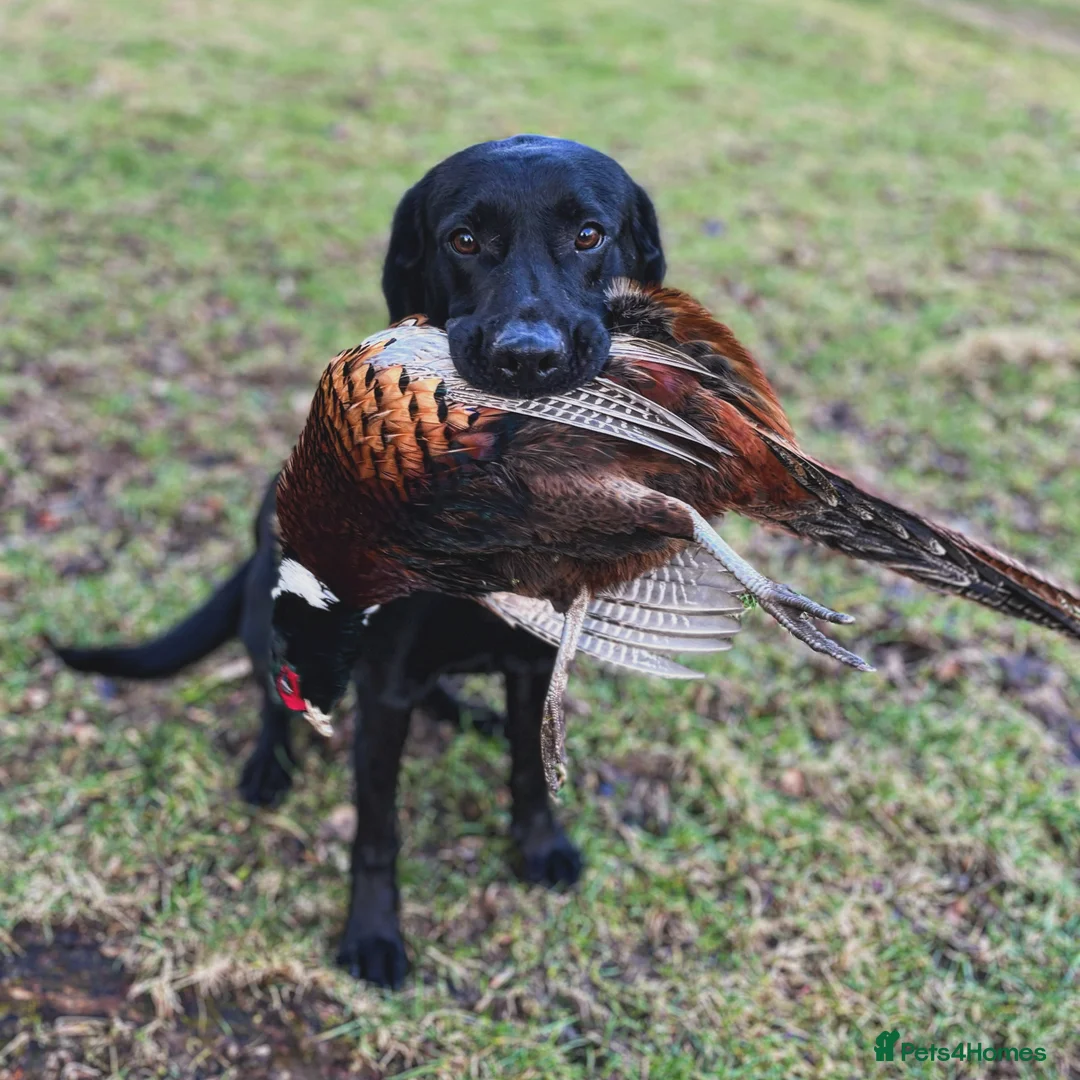 Labrador Retriever dogs for stud: Black labrador stud- FULLY HEALTH TESTED in Leyburn - Advert 8