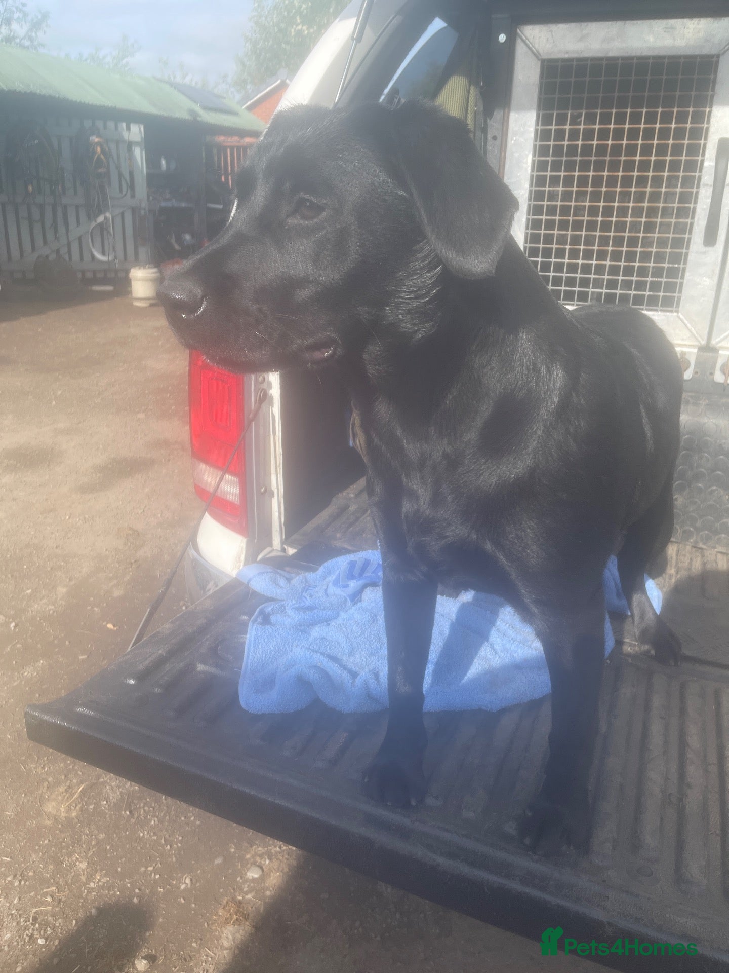 Labrador Retriever dogs Kc reg black Labrador bitch  - Advert 2