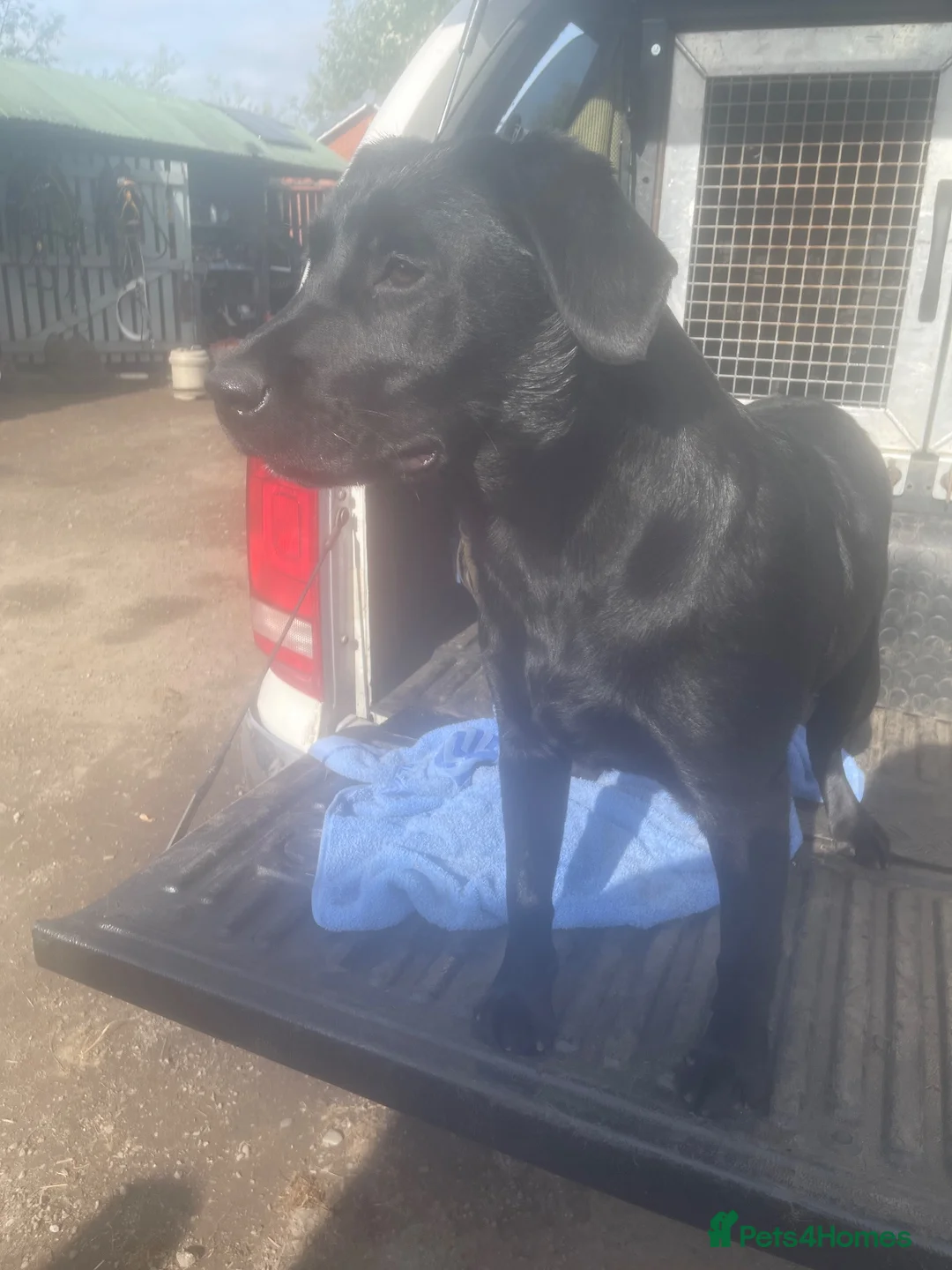 Labrador Retriever dogs for sale: Kc reg black Labrador bitch  - Advert 2