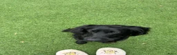 Cocker Spaniel dogs for sale: 2 cocker spaniel dogs - Advert 4