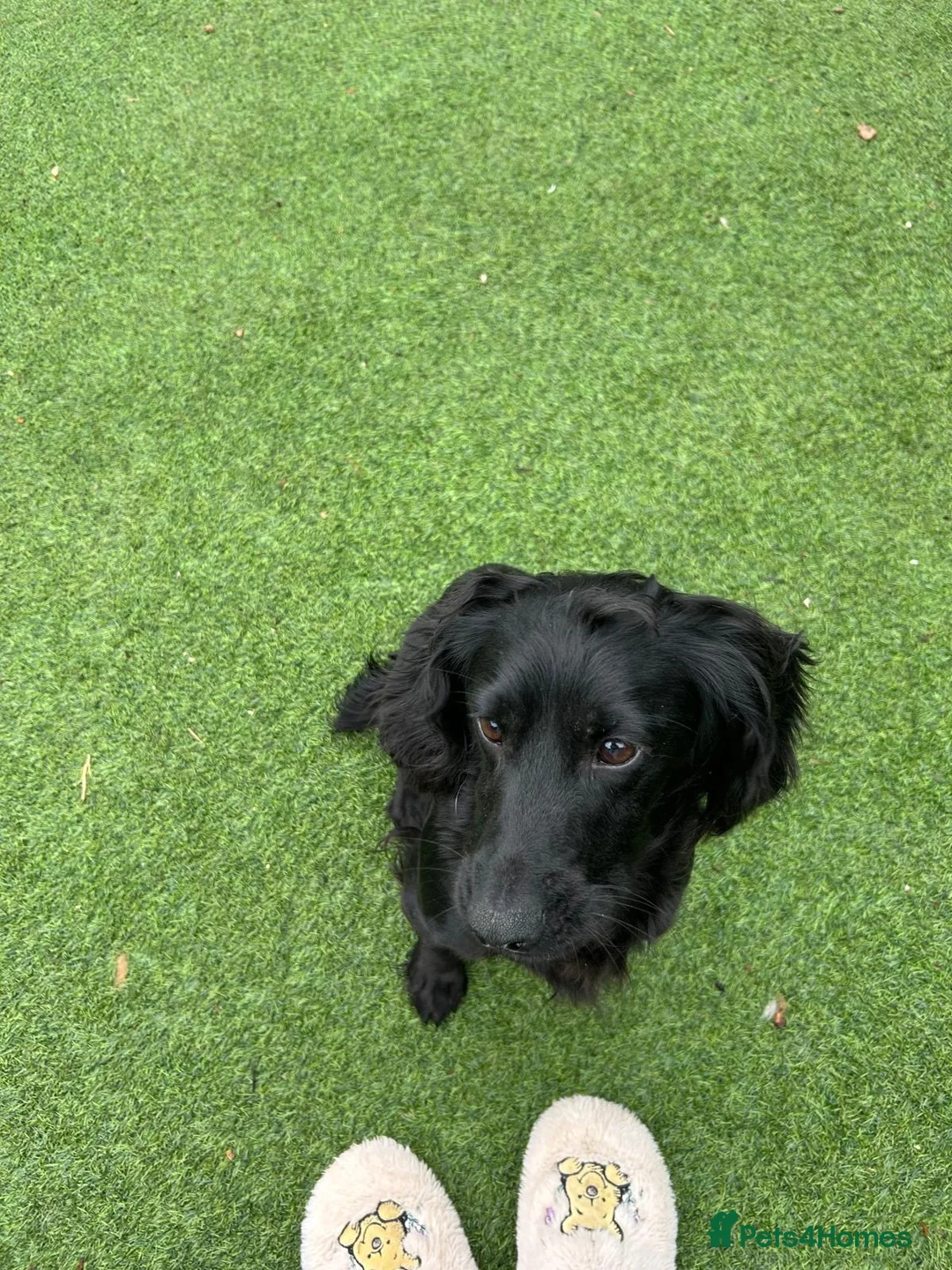 Cocker Spaniel dogs for sale: 2 cocker spaniel dogs - Advert 4