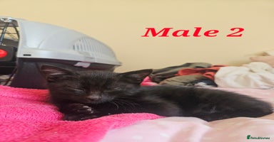 Mixed Breed cats - Advert 3