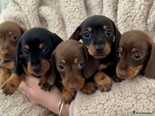 Miniature Dachshund dogs Mini smooth Dachshunds KC Reg & PRA Clear - Advert 5