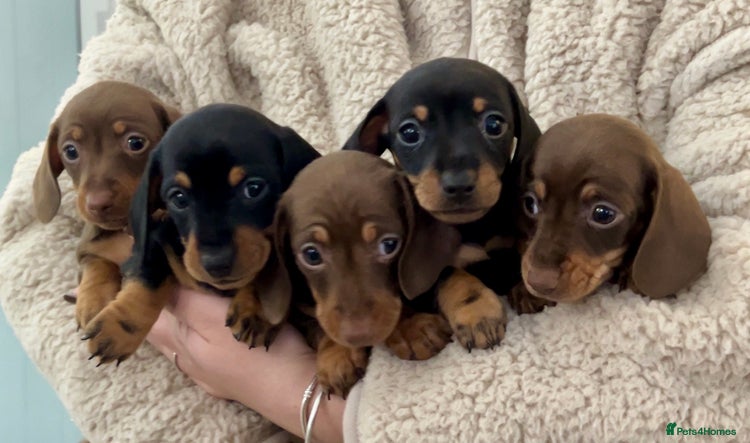 Miniature Dachshund dogs Mini smooth Dachshunds KC Reg & PRA Clear - Advert 7