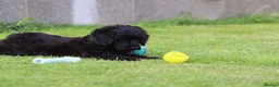 Cavapoo dogs for sale: Beautiful Cavapoo puppies for sale - Advert 11