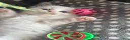 Ragdoll cats for sale: Adorable Gccf registered kittens  in Wakefield - Advert 18