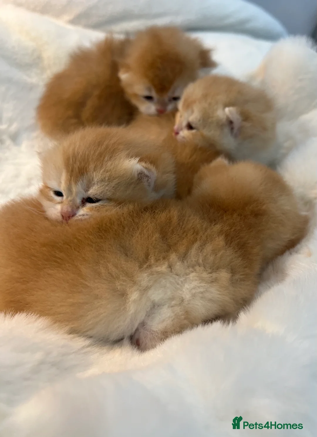 British Shorthair cats for sale: 🏆 Ny12 Golden British Shorthairs 🏆 - Advert 18