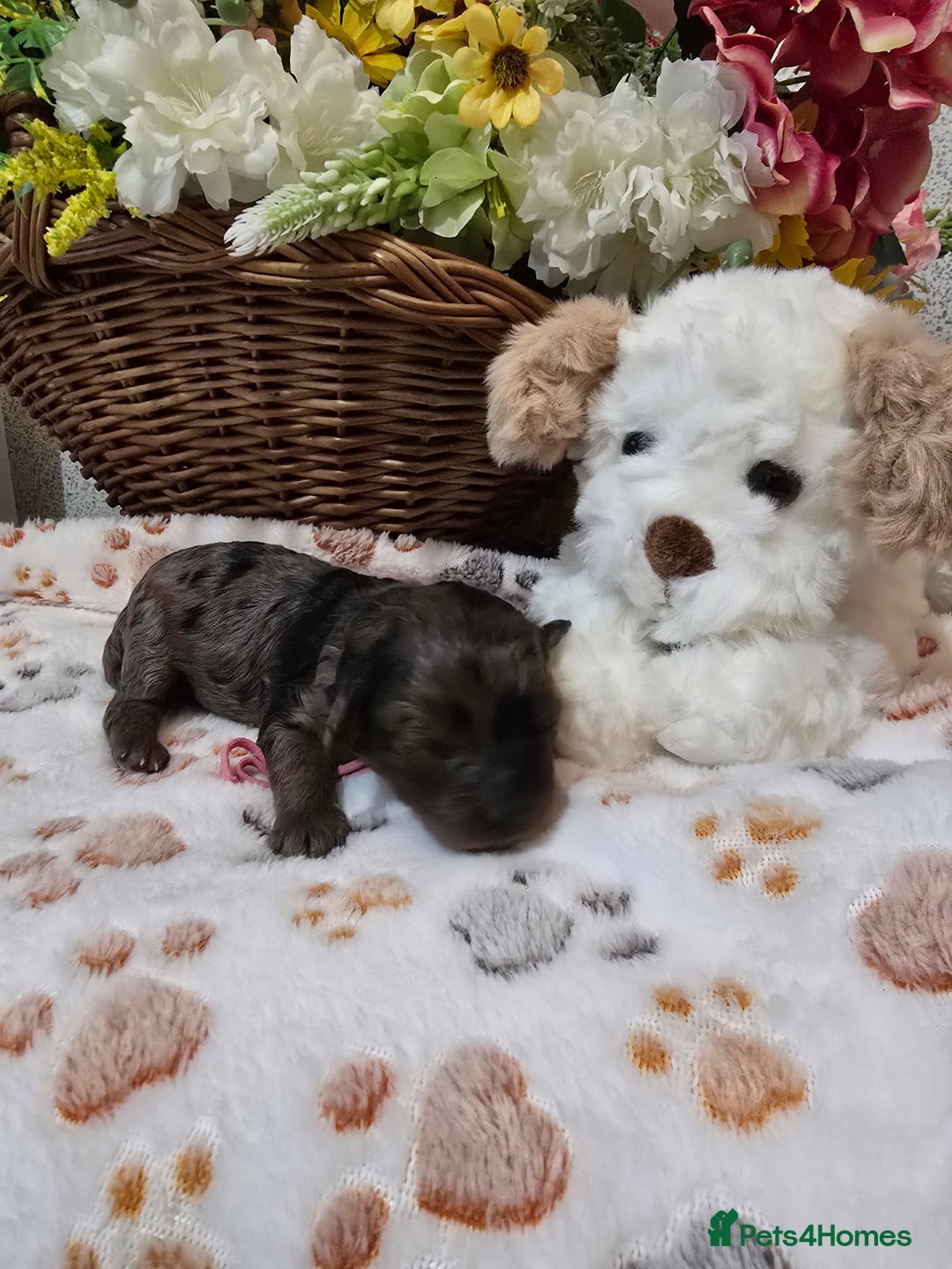 Cavapoo dogs for sale: Beautiful fully health tested cavapoo puppies  - Advert 9