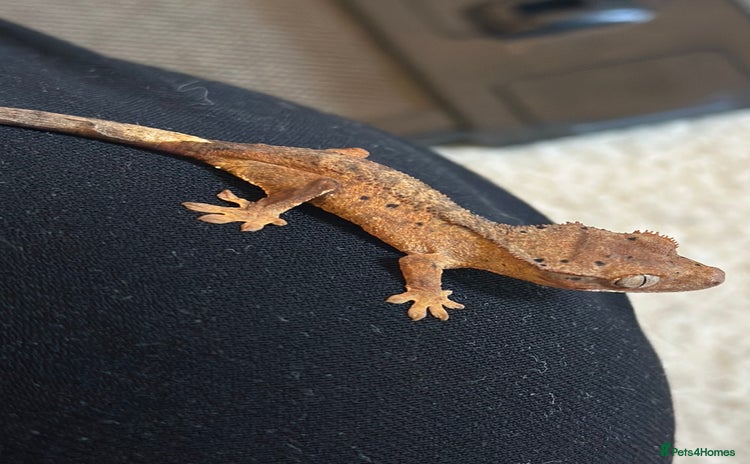 Gecko reptiles in Banbury - Advert 18