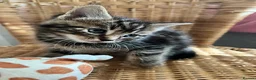 Mixed Breed cats for sale: 4 baby kittens  in Liverpool - Advert 1