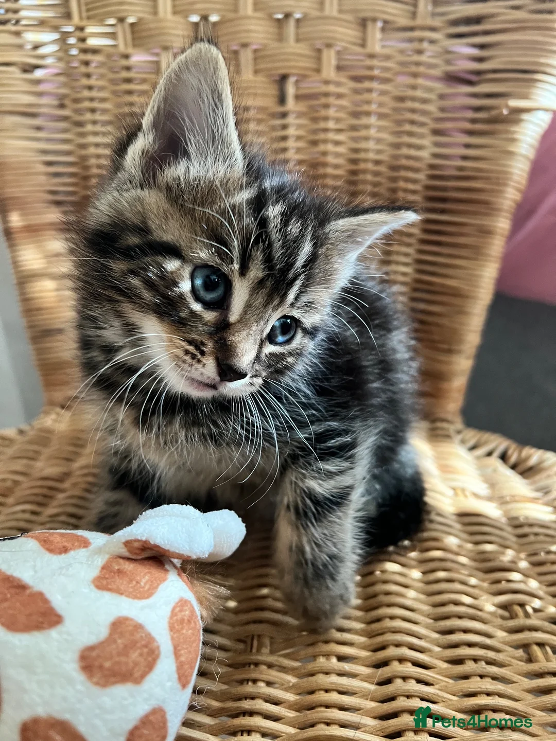 Mixed Breed cats for sale: 4 baby kittens  in Liverpool - Advert 1