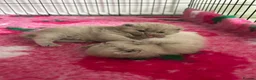 British Shorthair cats for sale: Beautiful British Shorthairs in Stowmarket - Advert 12