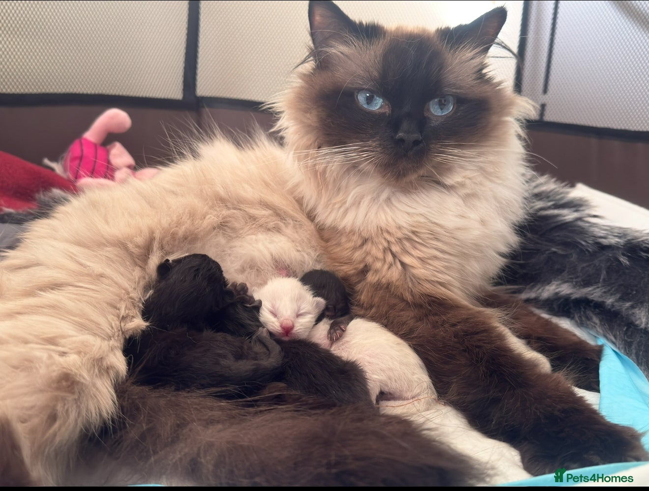 Mixed Breed cats Mixed Ragdoll & British long hair - Advert 1