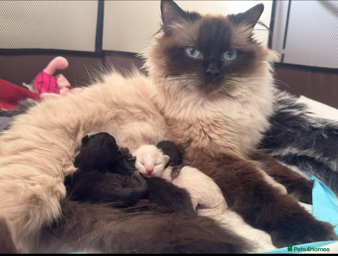 Mixed Breed cats for sale: Mixed Ragdoll & British long hair in Liverpool - Advert 1