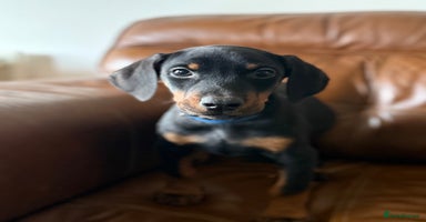 Dobermann dogs Dobermann pups - Advert 12