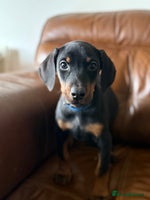 Dobermann dogs Dobermann pups - Advert 12