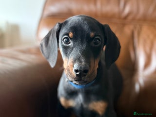 Dobermann dogs Dobermann pups - Advert 5