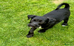 Patterjack dogs for sale:  🐾 Patterdale x Jack Russell Puppies 🐾 - Image 13