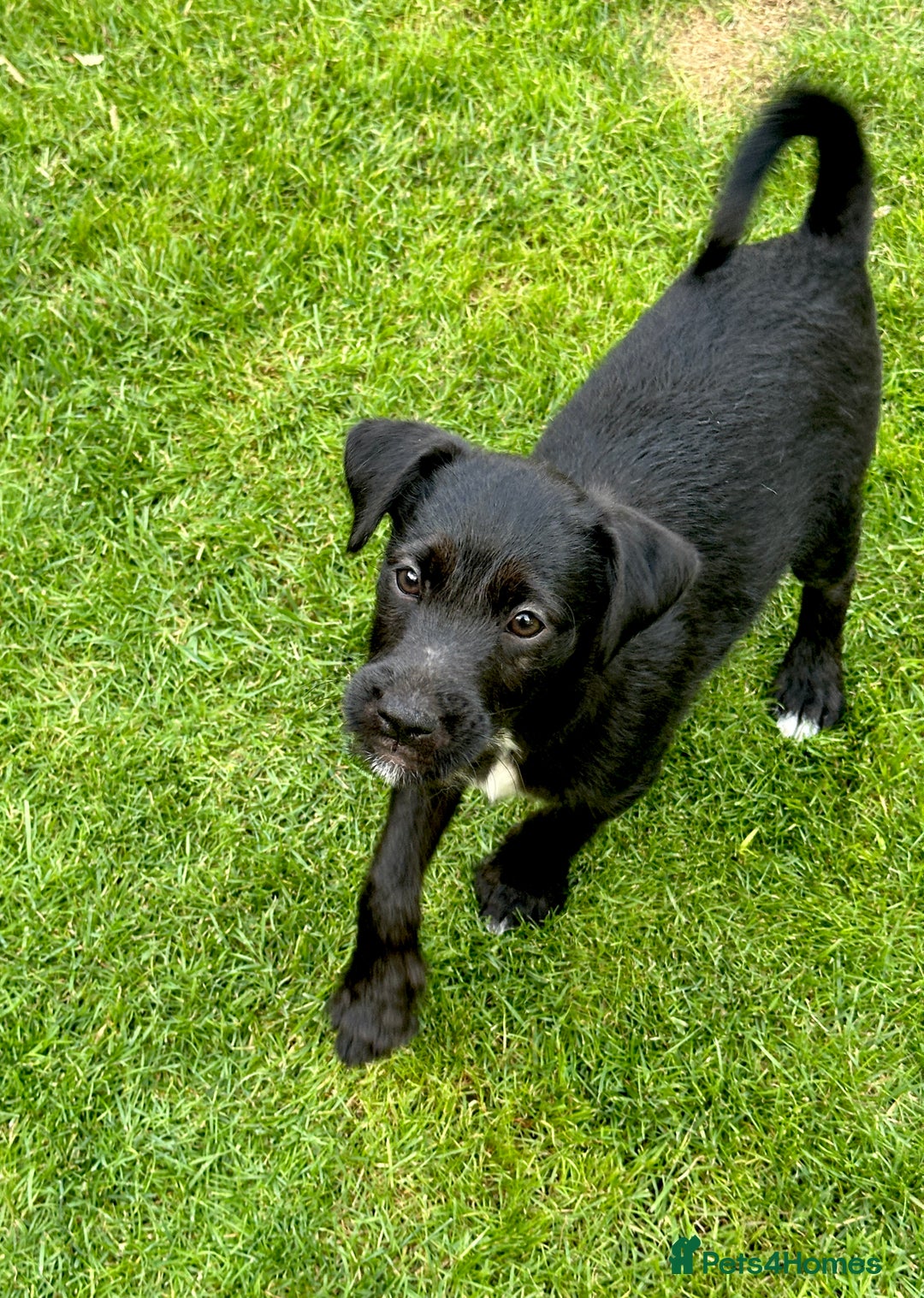 Patterjack dogs for sale:  🐾 Patterdale x Jack Russell Puppies 🐾 - Image 13