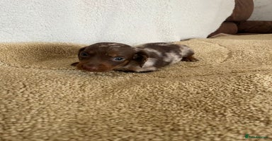 Miniature Dachshund dogs - Advert 2