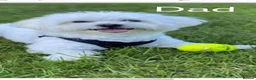 Maltese dogs for sale: Cute puppies❤️💜🩵🩶 - Advert 20