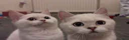 British Shorthair cats for sale: Rare GCCF Gold/Silver Tipped BSH Kittens - Advert 3