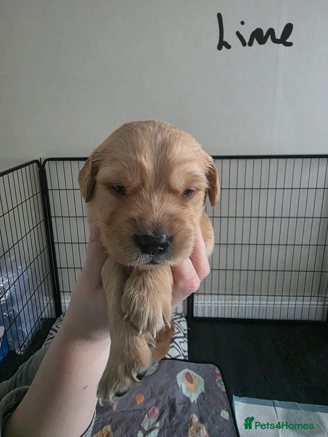 Golden Retriever dogs for sale: Adorable Golden Retriever Puppies for Sale  - Advert 9