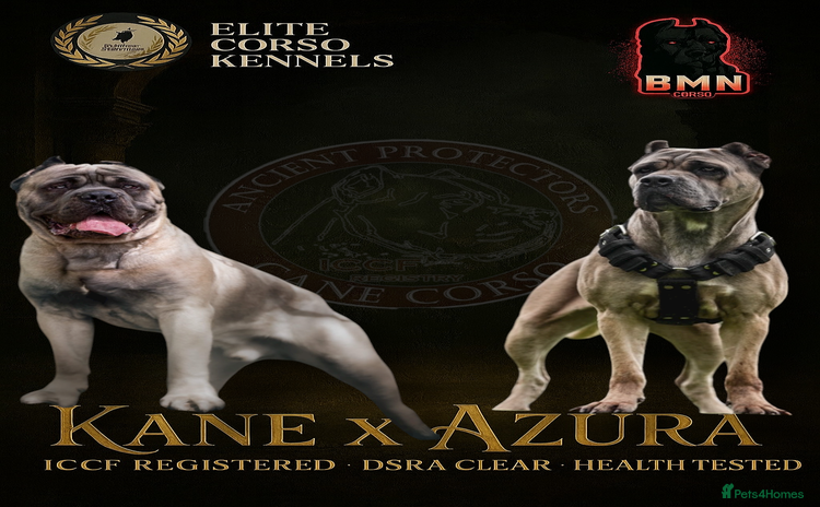 Cane Corso dogs - Advert 1