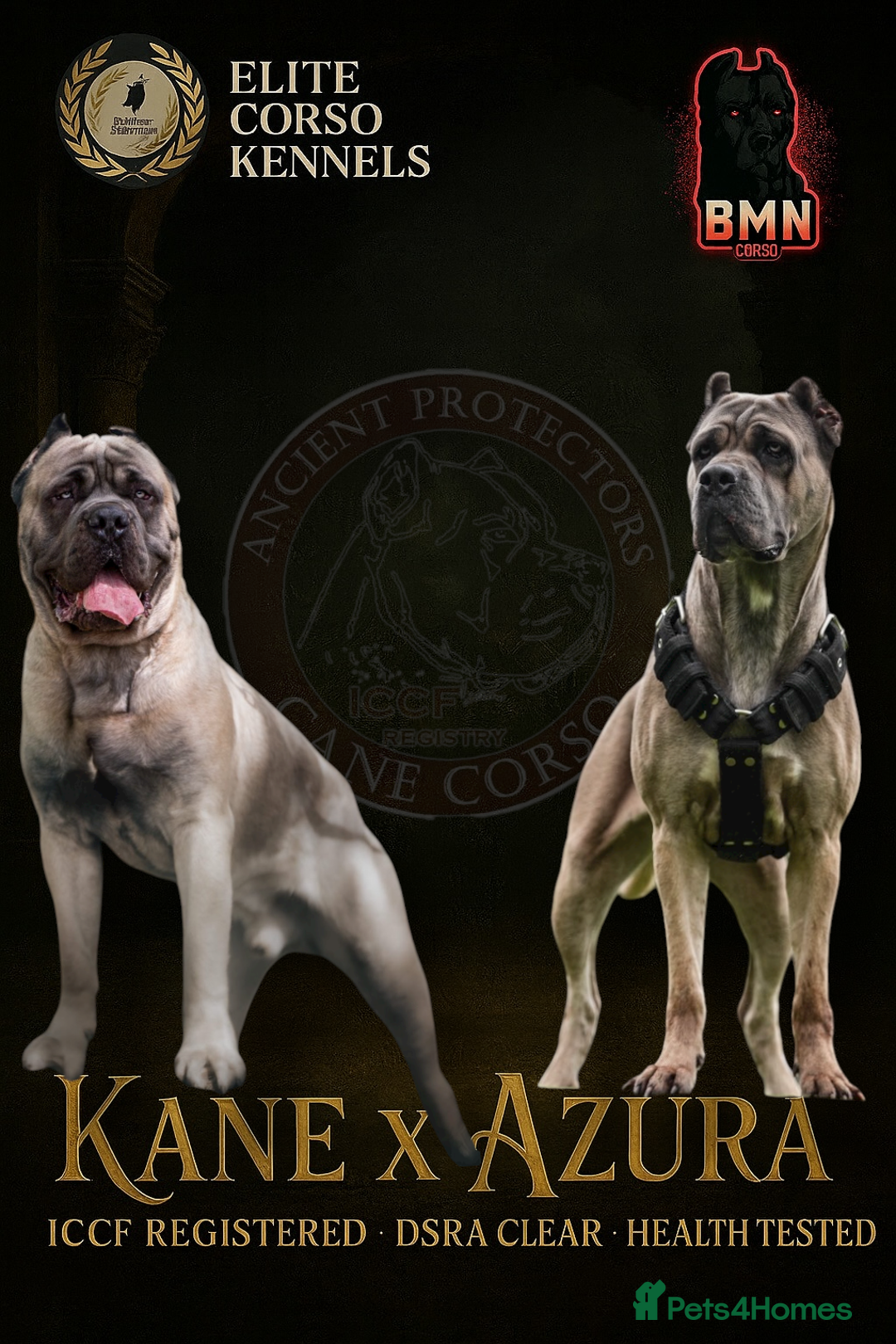 Cane Corso dogs for sale: ‼️Champion ICCF, health tested cane corso litter‼️ - Image 1