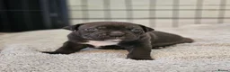 Mixed Breed dogs for sale: Stunning nam x Puppies Blue, Merle Dilute Lines - Advert 20