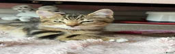 Mixed Breed cats for sale: Male tabby cat looking for new home 🏠  - Advert 4