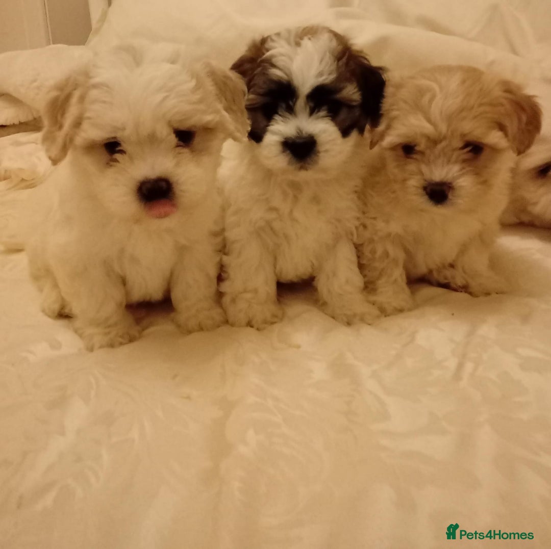 Cavachon dogs for sale: Cavachon puppies  - Image 1