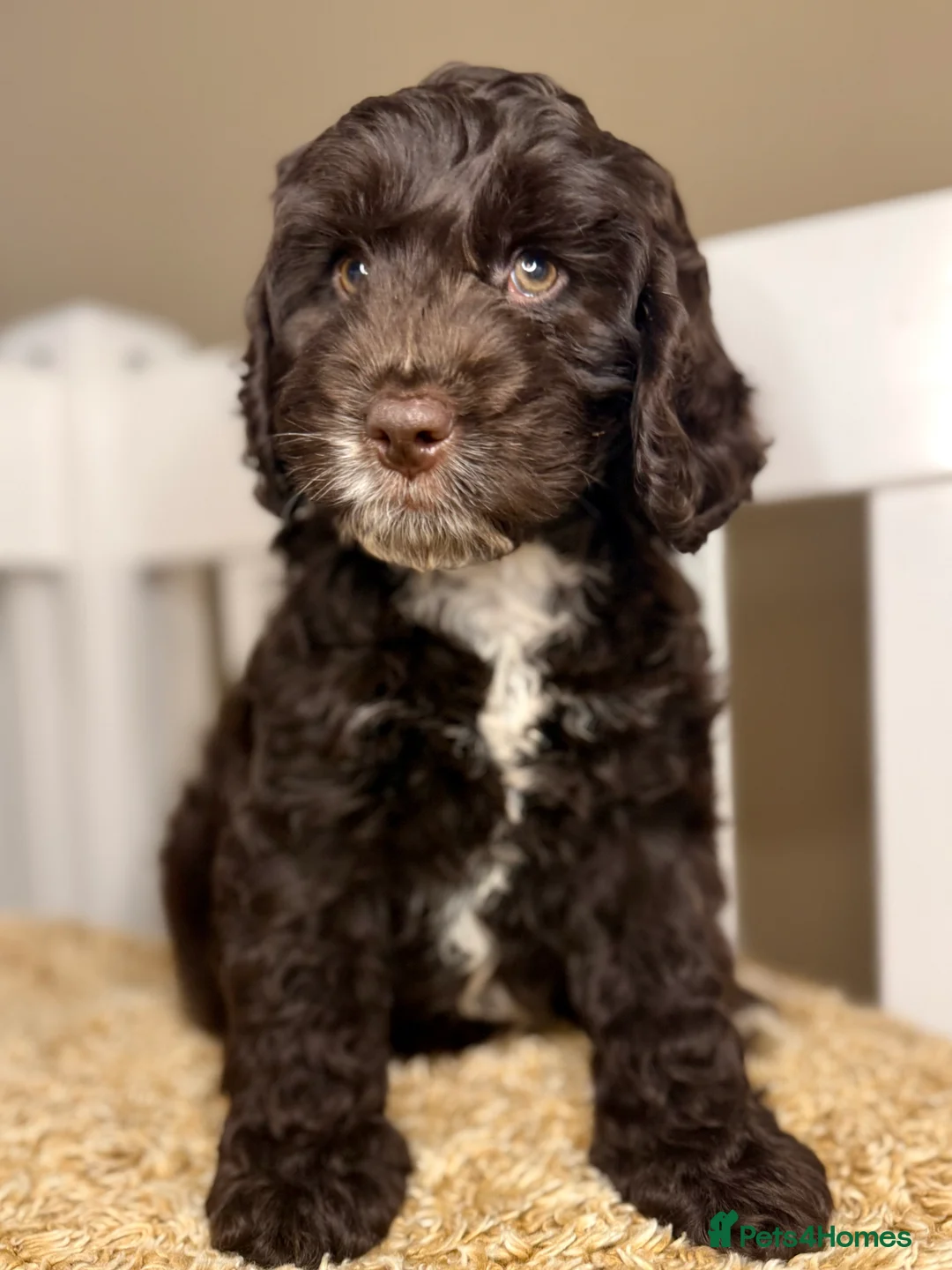 Cockapoo dogs for sale: Sweet Natured, Healthy & Happy Cockapoos - Advert 10