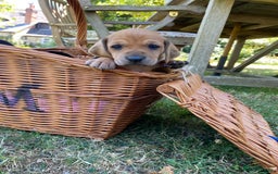 Mixed Breed dogs for sale: Italian Segugio/labrador Easter Love Affair - Image 13