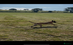 Belgian Shepherd Dog dogs for sale: Two malis looking for a new home! - Image 3