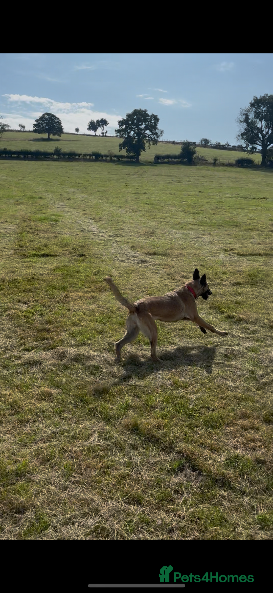 Belgian Shepherd Dog dogs for sale: Two malis looking for a new home! - Image 3