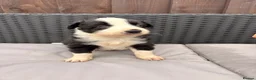 Border Collie dogs for sale: Gorgeous tri-coloured+black+white collie puppies  - Advert 7